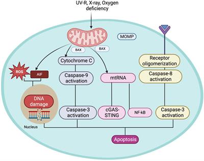 Mitochondrial dysfunction and its association with age-related disorders